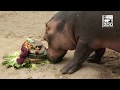 Hippo Fiona Gets Cake for Her Third Birthday - Cincinnati Zoo
