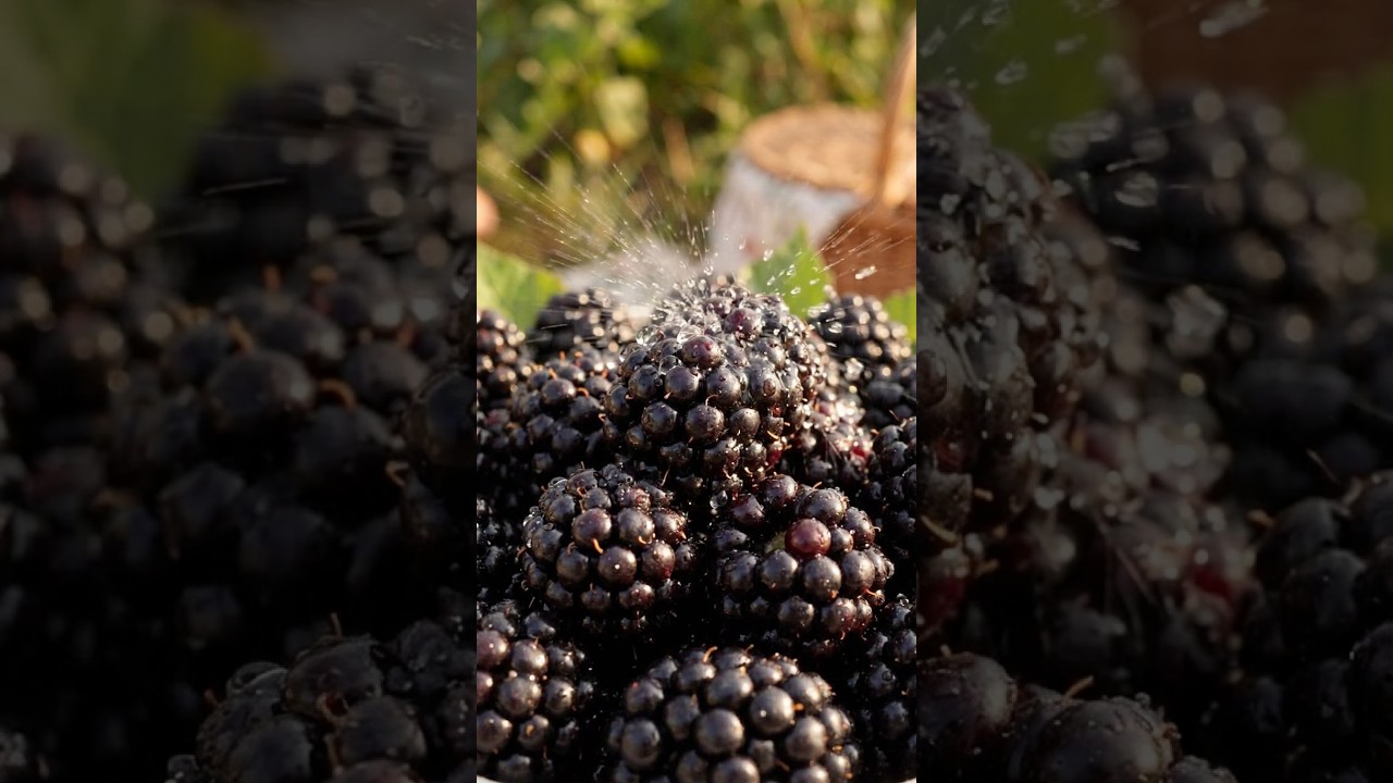 Why Blackberries Are the Ultimate Fiber Superfood