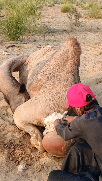 ٱلْفَتى ٱلْرّيفِي يَضَعُ إِناءً طِينِيًّا خَلْفَ ٱلْجَمَلِ وَيَقُومُ بِحَرَكَاتٍ غَرِيبَةٍ مَعَهُ۔