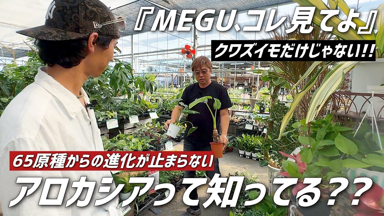 【観葉植物】アロカシアの
