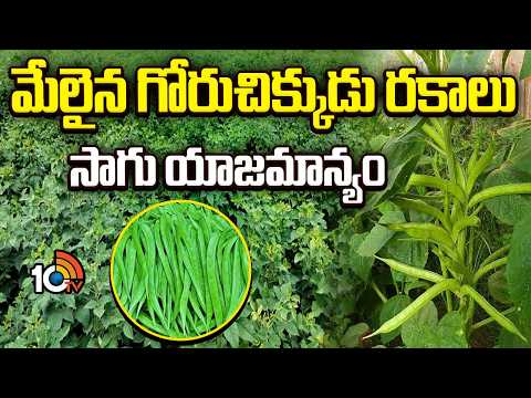 Best Varieties of Cluster Beans and Cultivation Management | మేలైన గోరుచిక్కుడు రకాలు-సాగు యాజమాన్యం - 10TVNEWSTELUGU