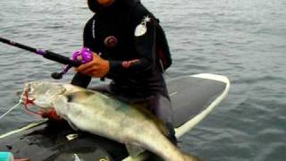 Mishfish Boardfishing La Jolla - big white sea bass