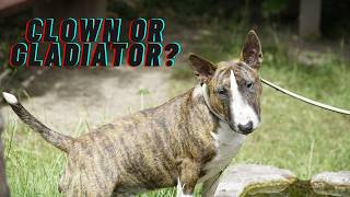 Is the Bull Terrier the Right Dog for You? (The Honest Truth)
