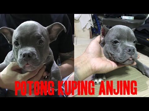 KUPIR AMERICAN BULLY BERSAMA SANG LEGENDA KUPIR