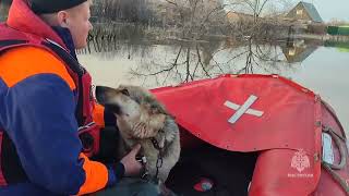 Сотрудники Мчс России Спасли Хозяйку И Её 4-Х Собак От Большой Воды