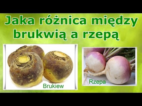 Wideo: Rzepa Corepa