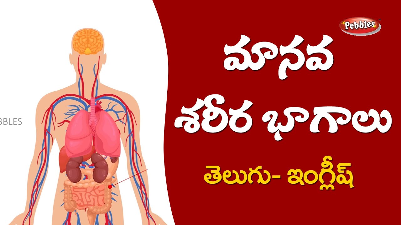 Parts of The #Body in English - Telugu | Human Body Parts Names | మానవ