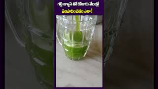 How To Start Wheat Grass Juice Business In Telugu | #short #wheatgrassbenefits #wheatgrassjuice