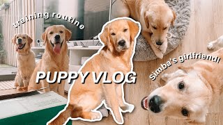 [PUPPY VLOG] A day with Simba & his GIRLFRIEND!!