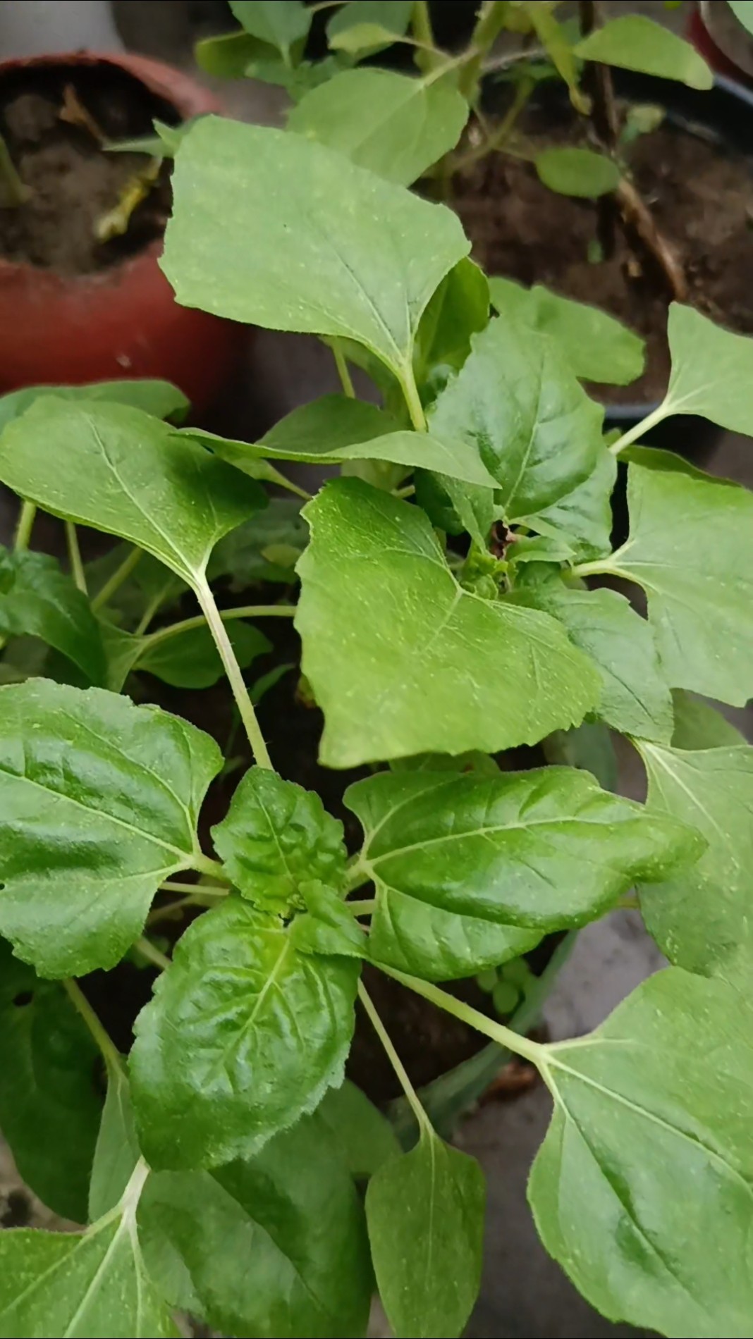 💚नेचर लवर🌿 - ShareChat