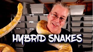 Famous Hybrid snakes - Are they good or bad? Wealth