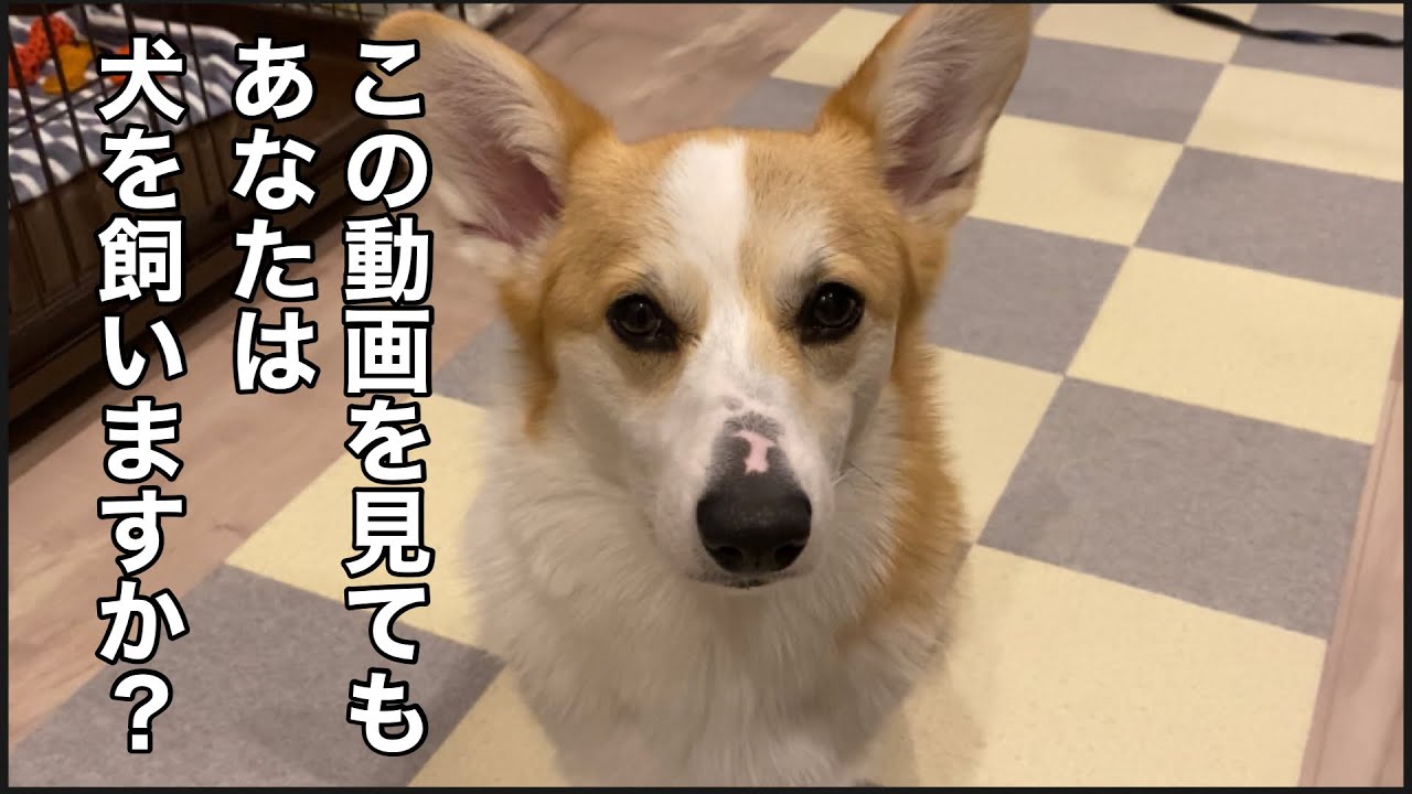 【子犬を飼う前に見る】この動画を見てもまだあなたは犬を飼いたいですか？ YouTube