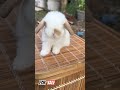 Most Cute Bunny | Cute Animal Rabbit | Rabbits videos | Most cute animal | #animals #Shorts #viral