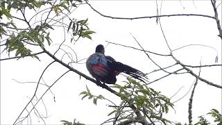 Purple-crested Turaco calling