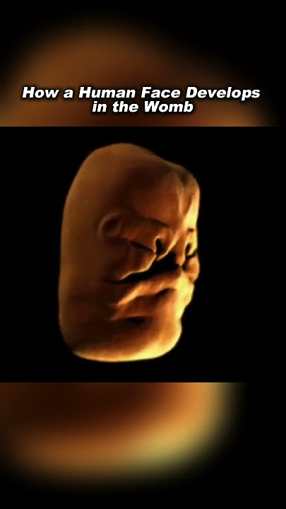Human face development in the womb