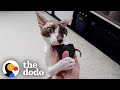 Cat Loves Getting Scratched By Random Household Items | The Dodo