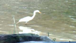 Great white heron July 3, 2015