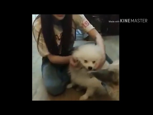 Funny supper star sok phisey witch dogs class=