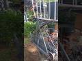 old cycle 🚲 garden ideas #garden #gardening #gardenlove#plants #ytshorts #shorts