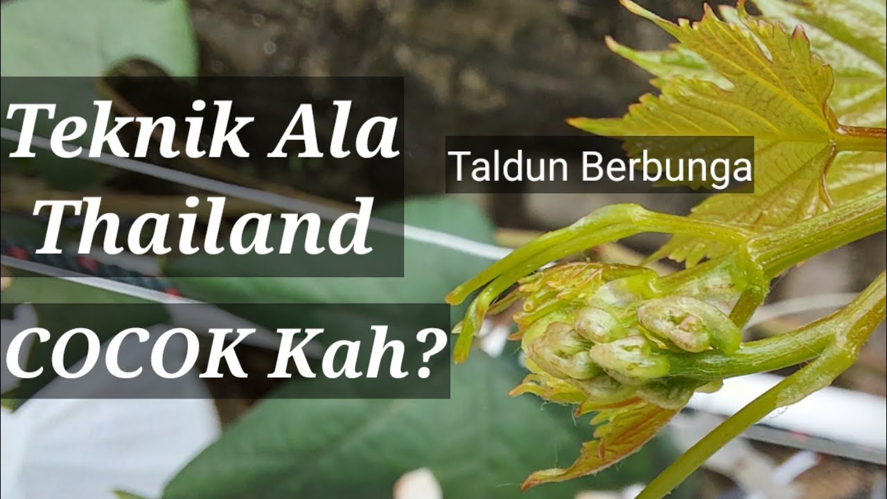 Pohon Anggur Import TALDUN BERBUNGA. Teknik Ala Thai, Cocok kah untuk semua varietas anggur import?