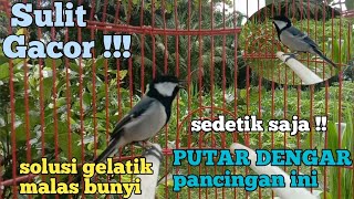 gelatik batu gacor || khusus gelatik malas bunyi auto langsung Nyauut !!!