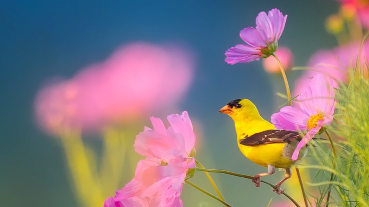 Peaceful Instrumental Music Relaxing Nature music Song Birds of Morning By Tim Janis