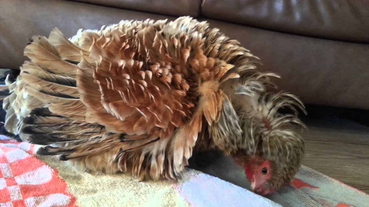Hen Problem Sick pullet/hen neck problem? Or illness? - YouTube