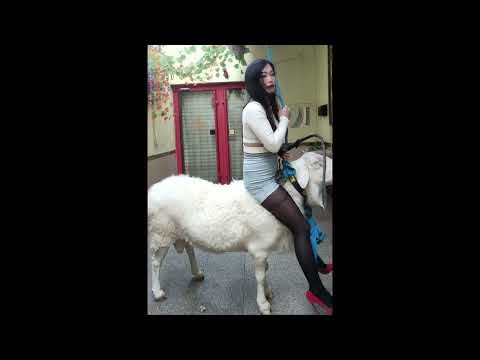 Sheep Riding | Goat Riding | Donkey Riding | Esel Reiten ✅✅✅
