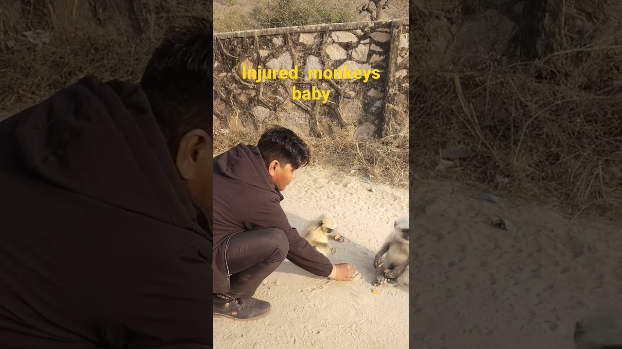injured monkeys baby 