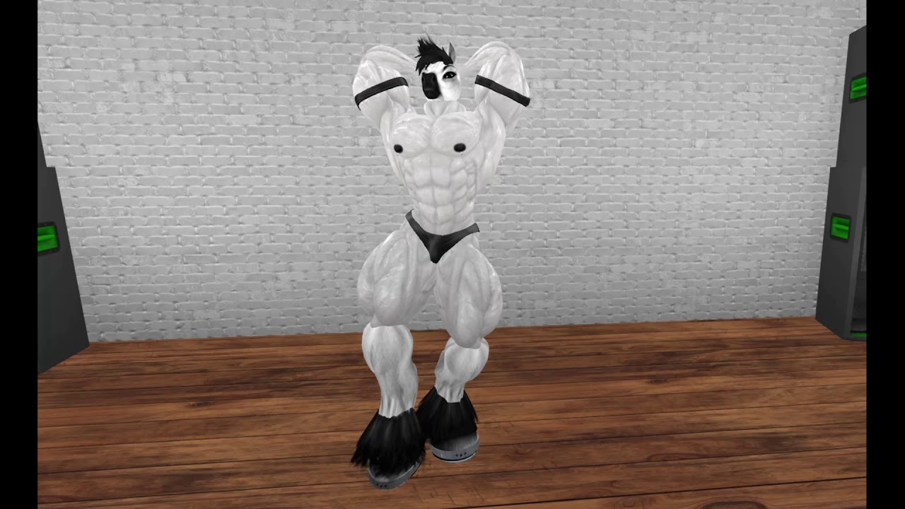 Horse Muscle 