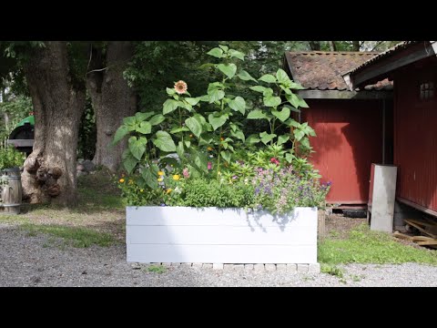 Video: Spiselige Blomster Og Urter: Løvetann Retter