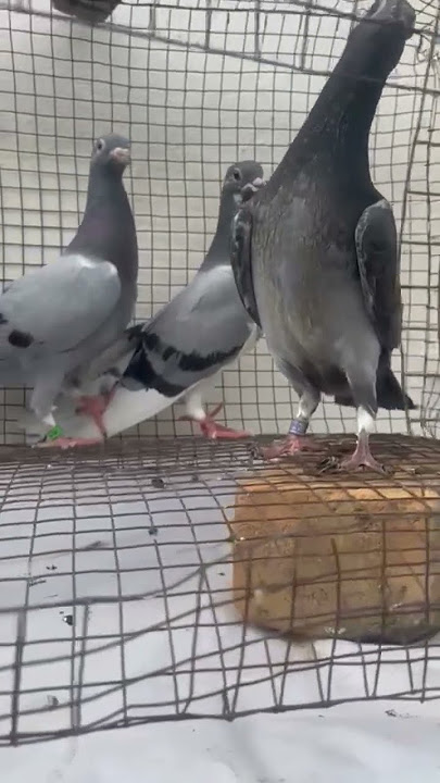 Racing homers Club Chicks For sale in Hyderabad #pigeon #Homers#kabutar #homingpigeons# soldout