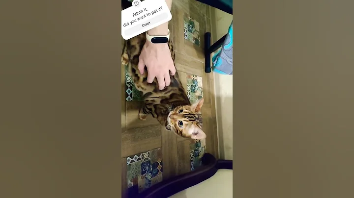 Video 11684021: bengal cat cute, cats meow funny animals, fat cat