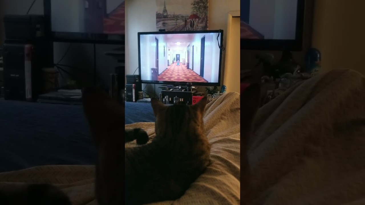 Cat Watching The Shining 