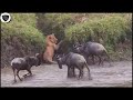 Lion Received blow from 3 Wildebeests and Collapsed at the Riverbank