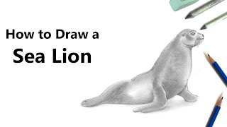 How To Draw A Sea Lion Youtube - Drawing Easy