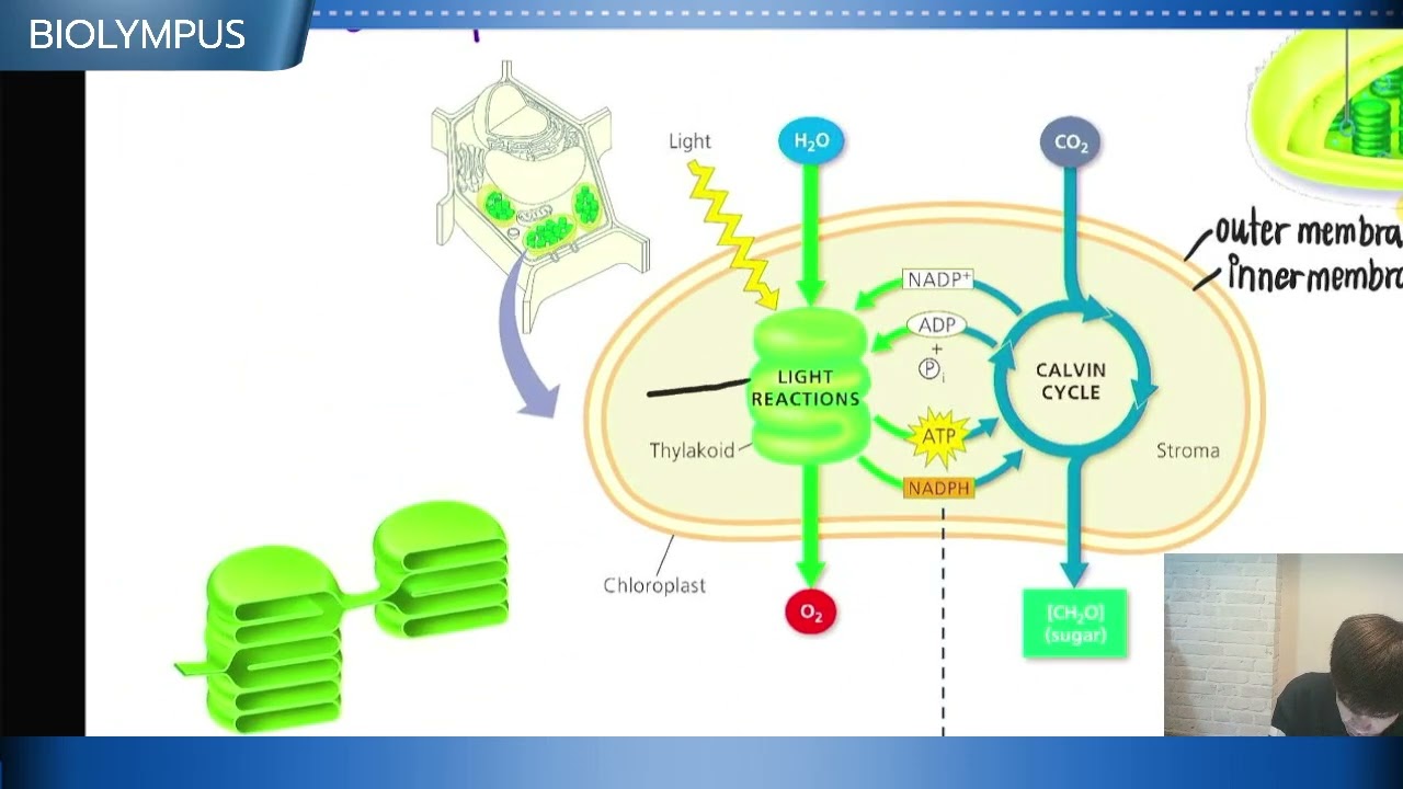 ติวการสังเคราะห์ด้วยแสง Photosynthesis EP01 : Light reaction