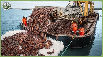 The World’s Smartest Seafood Farms – Modern Technology Helps Fishermen Harvest Millions Tons