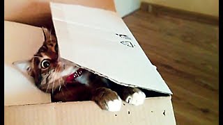 CATS AND BOXES 📦 | compilation #2 by Lulunolly 8,050 views 6 years ago 4 minutes, 18 seconds