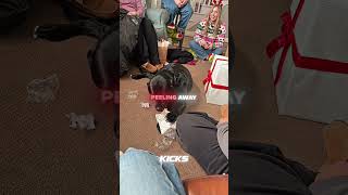 Dog Opened His Own Christmas Present 💝