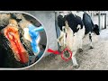 TREMBLING in PAIN ... can we HEAL THIS COW's HOOF? | The Hoof GP