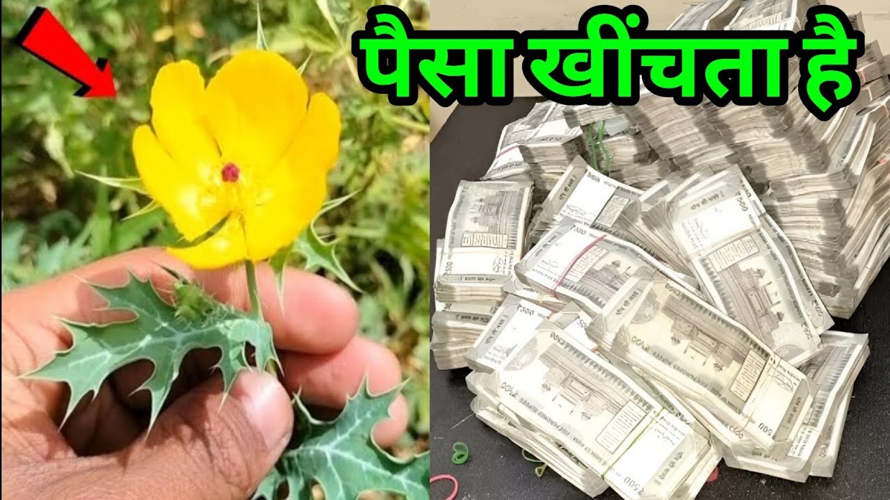 जहां देखें तुरंत घर ले आना, यह पौधा पैसा खींचता है खुद माँ लक्ष्मी आती है आपके घर/#pradeep_Mishra​