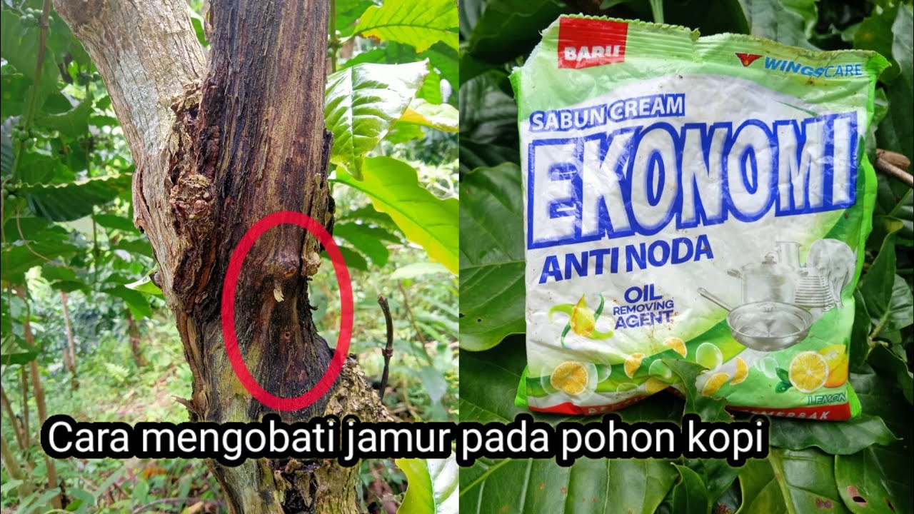 cara membasmi jamur pada pohon kopi