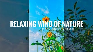 Soft Piano Sound Relaxing Music With Flower | Music | Part -17| By Relaxing Wind of Nature|♪#shorts. screenshot 4