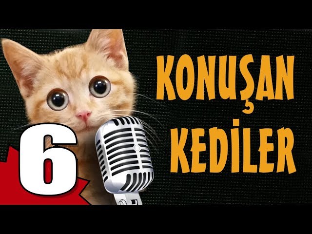 Konusan Kediler 6 En Komik Kedi Videolari Youtube