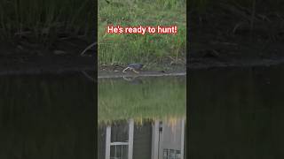 how amazing was that burd turd! lol! wanna see more cool birds poopin? Just like & subscribe!💩🤗