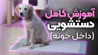 آموزش جای دستشویی به سگ | dog potty training