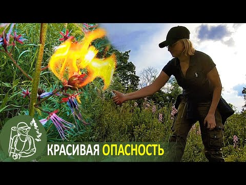 Видео: Фраксинела