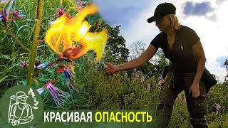 видео: Не трогать Не дышать Не поджигать! 🔥 Ясенец прекрасный и опасный 🌿 Ядовитые и лекарственные растения картинка: Не трогать Не дышать Не поджигать! 🔥 Ясенец прекрасный и опасный 🌿 Ядовитые и лекарственные растения