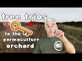 TREE TRIOS THE KEY TO THE PERMACULTURE ORCHARD